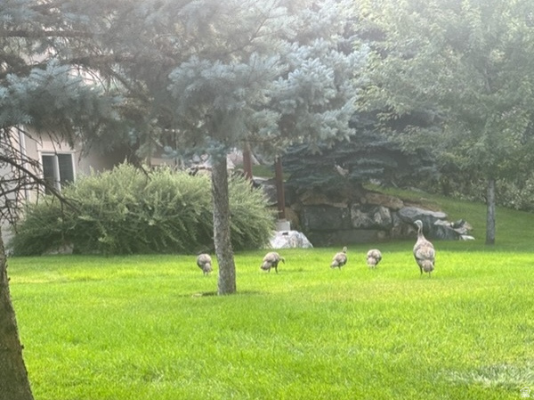 THE COVE AT LITTLE VALLEY - Residential