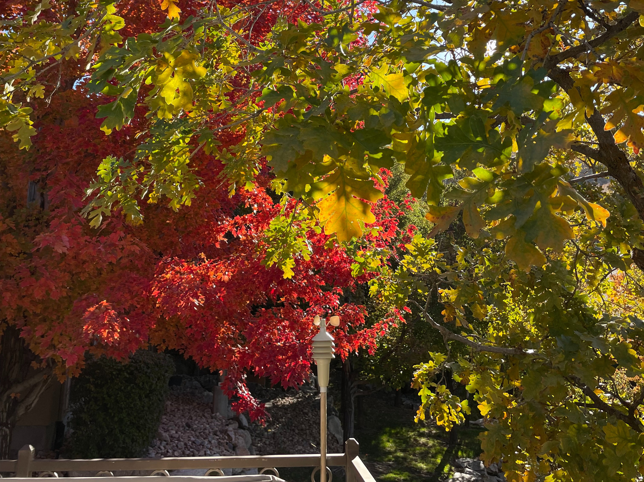 THE COVE AT LITTLE VALLEY - Residential