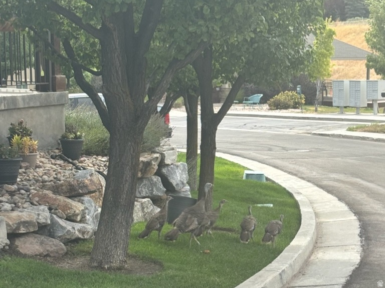 THE COVE AT LITTLE VALLEY - Residential