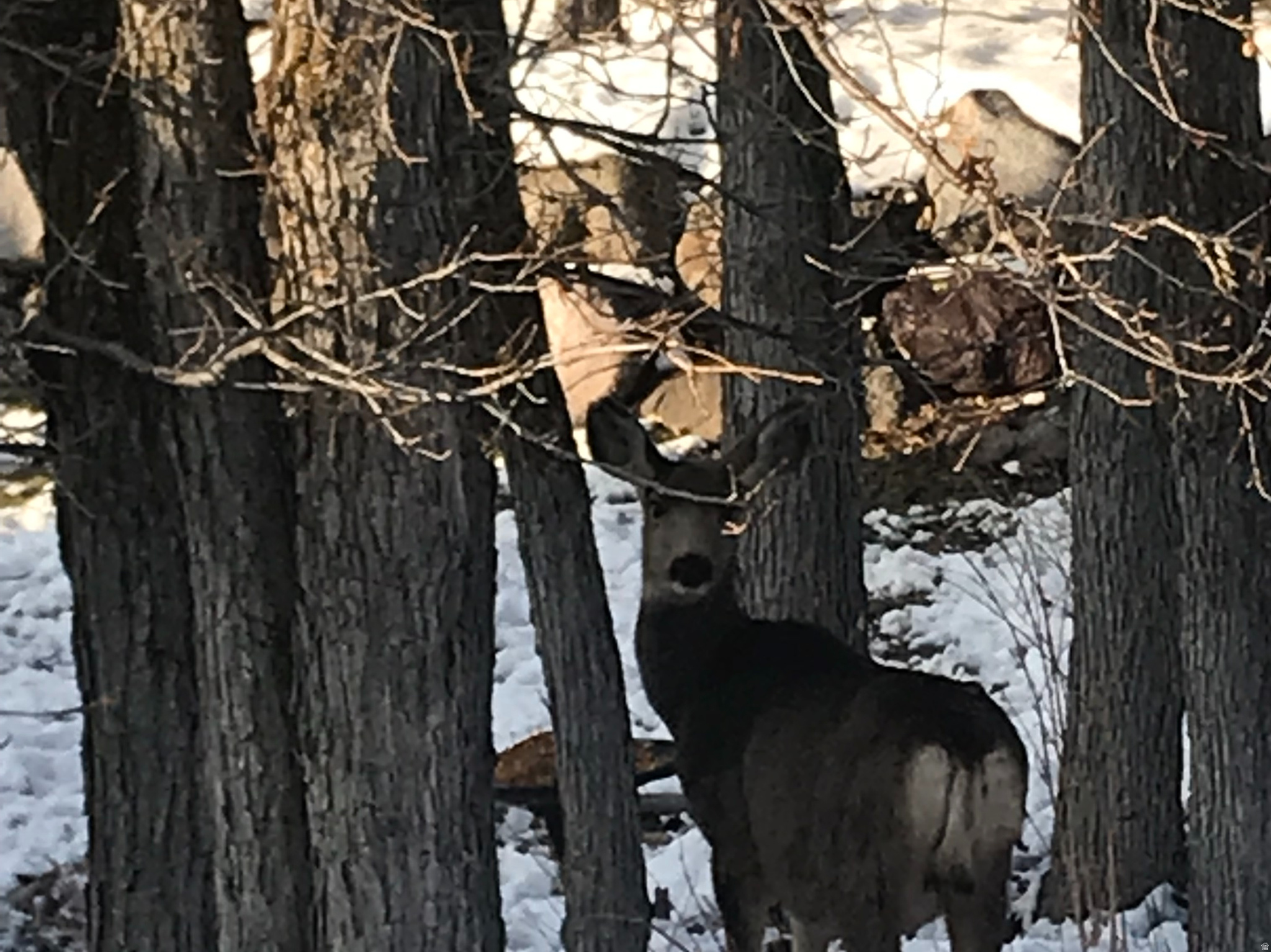THE COVE AT LITTLE VALLEY - Residential