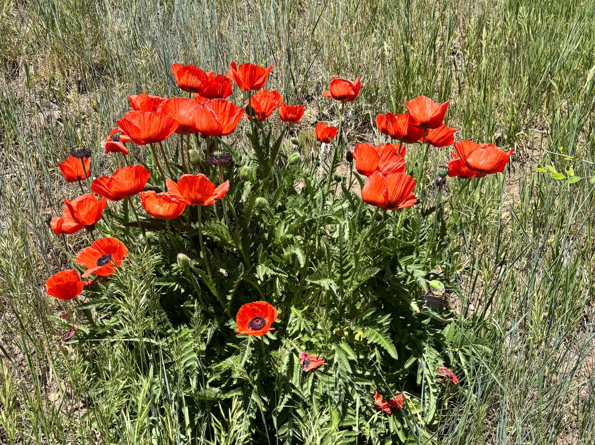 THE COVE AT LITTLE VALLEY - Residential