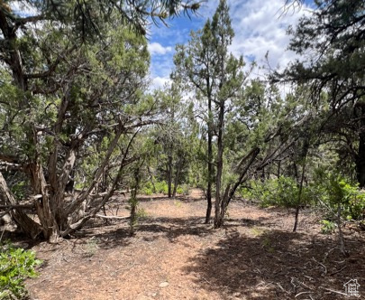 Land, La Sal, Utah image 42