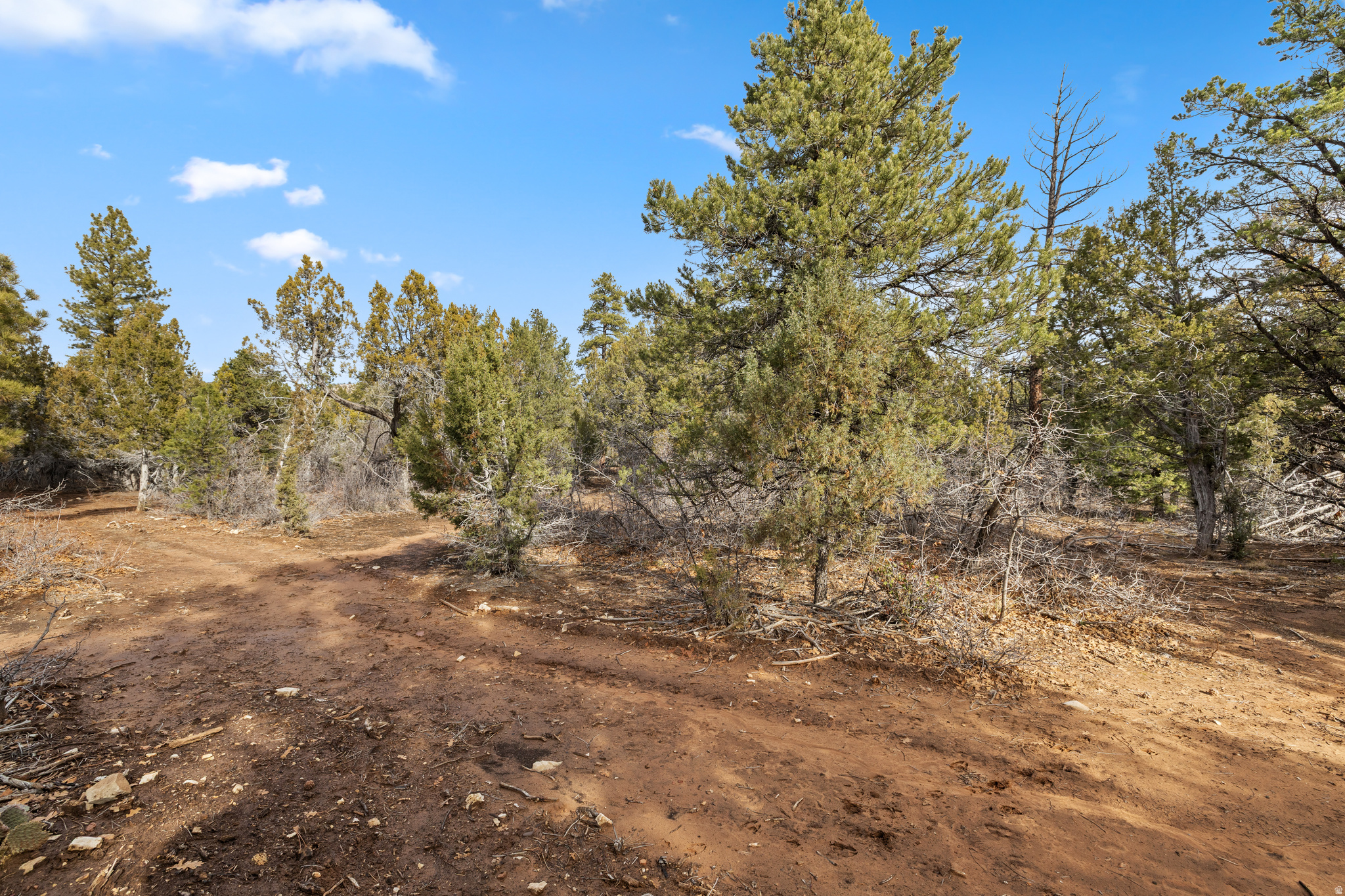 LITTLE PONDEROSA - Land