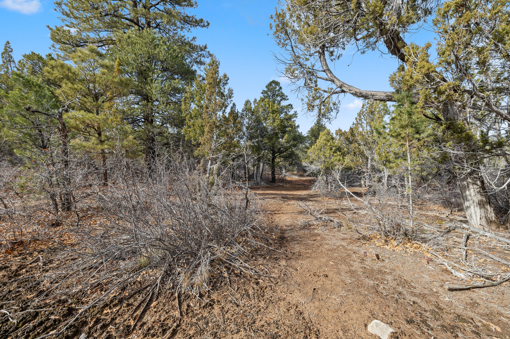 LITTLE PONDEROSA - Land