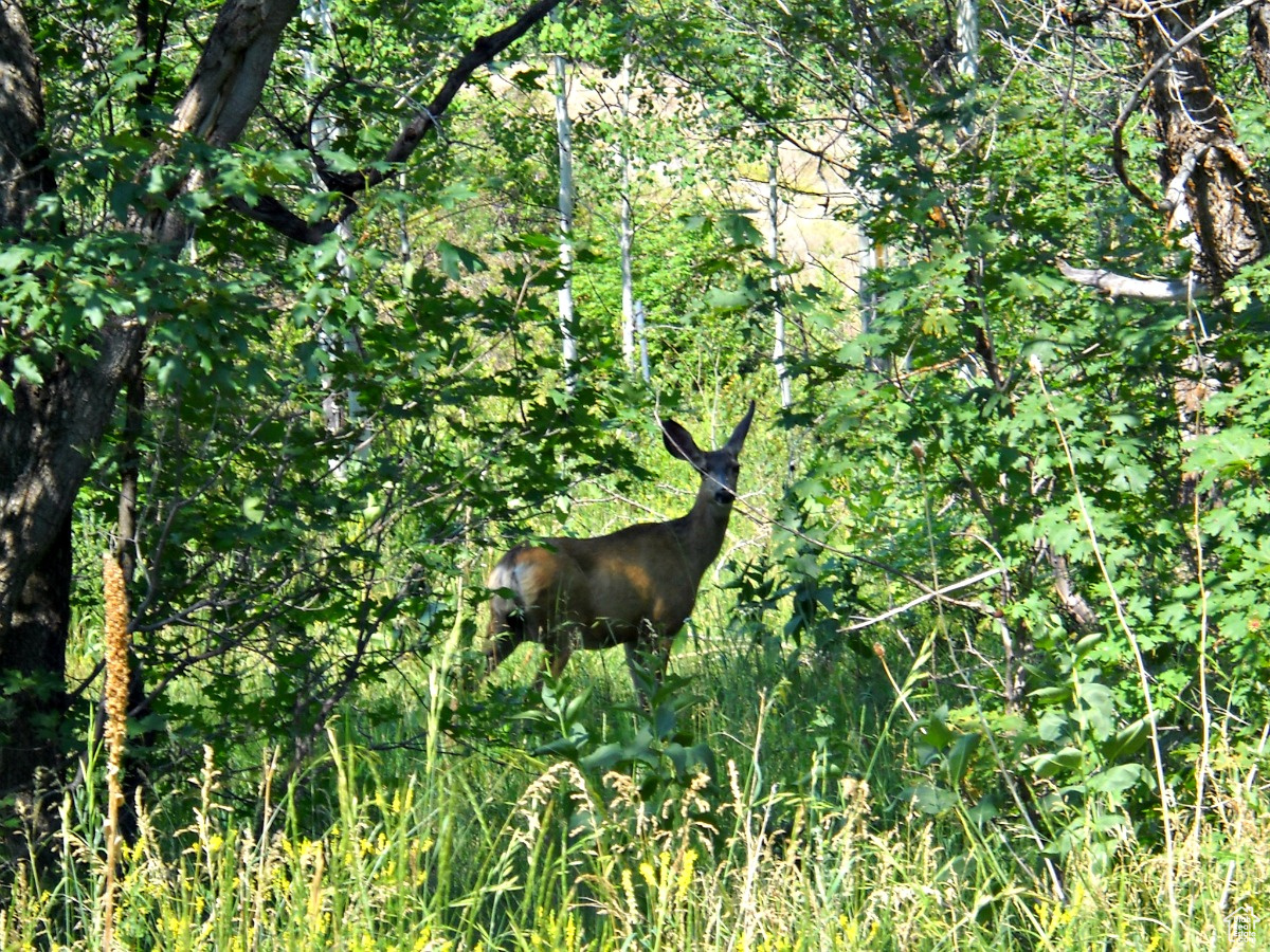 UPPER WHITTEMORE - Land