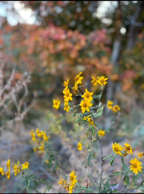 UPPER WHITTEMORE - Land