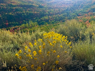 UPPER WHITTEMORE - Land