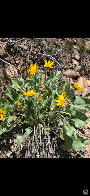 UPPER WHITTEMORE - Land