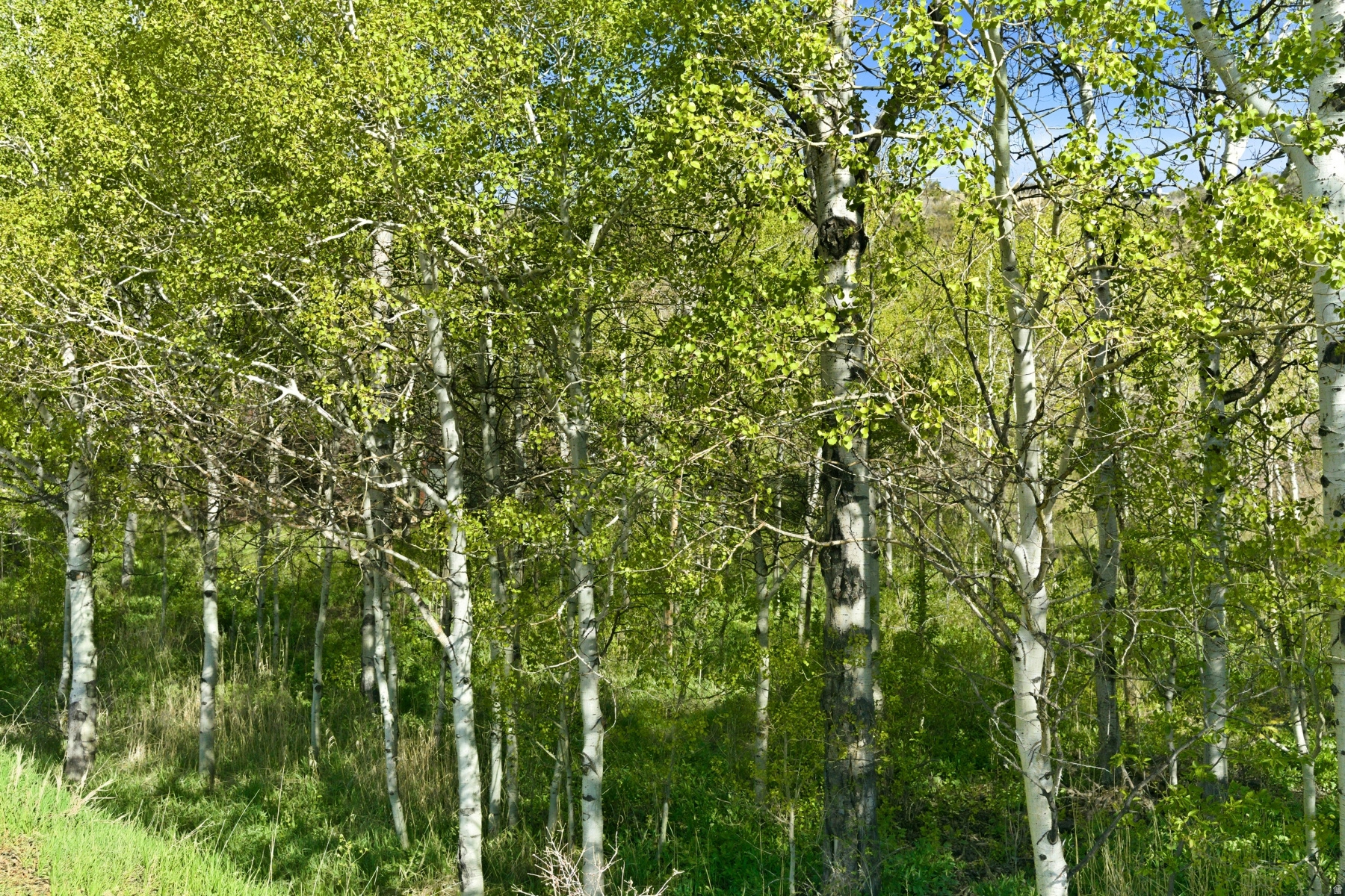 CEDAR DRAW ESTATES SUBDIVISION - Land