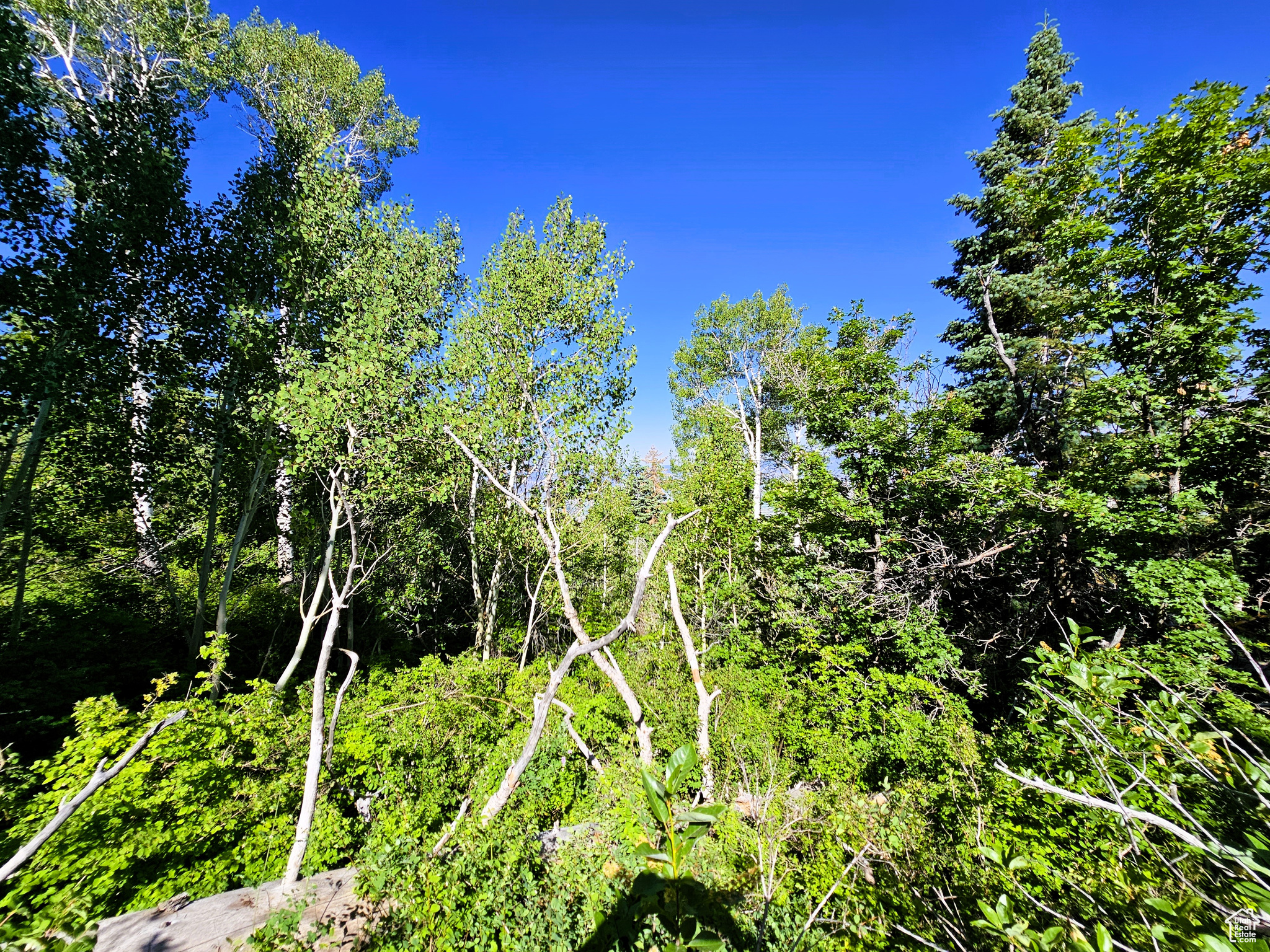 PINE RIDGE ESTATES - Land