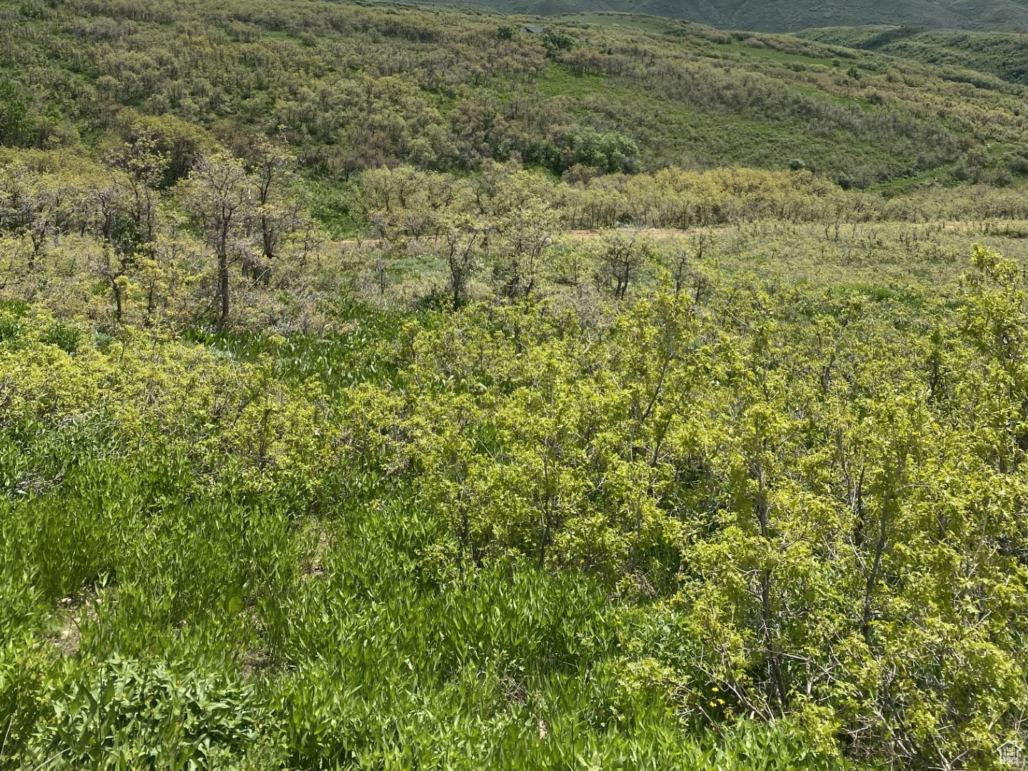 8 Forest Meadow Rd #FM-A-8, Coalville, Utah image 9