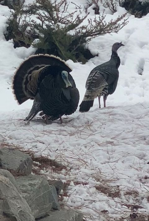 Tiny photo for 7980 S 2800 E, South Weber, UT 84405 (MLS # 2130861)