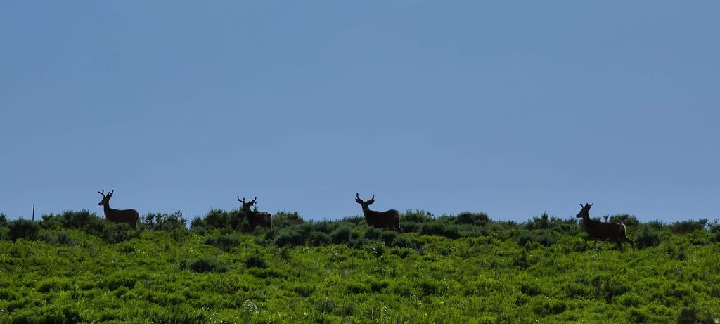 Photo of #D32, Spanish Fork, UT 84660 (MLS # 2124948)