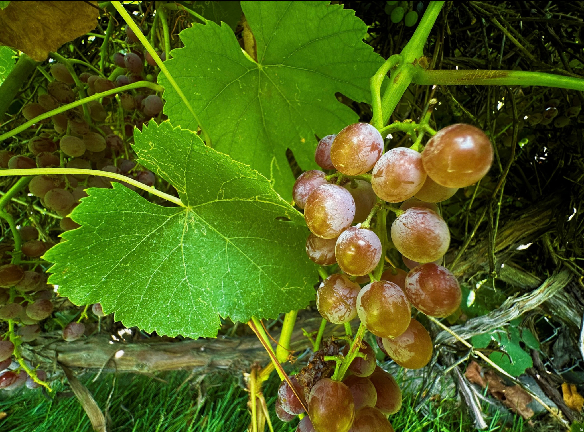 SAGE HILL - Residential