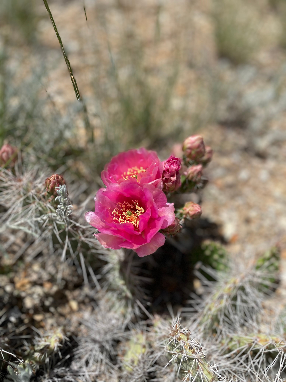 SILVER MOON RANCH - Land