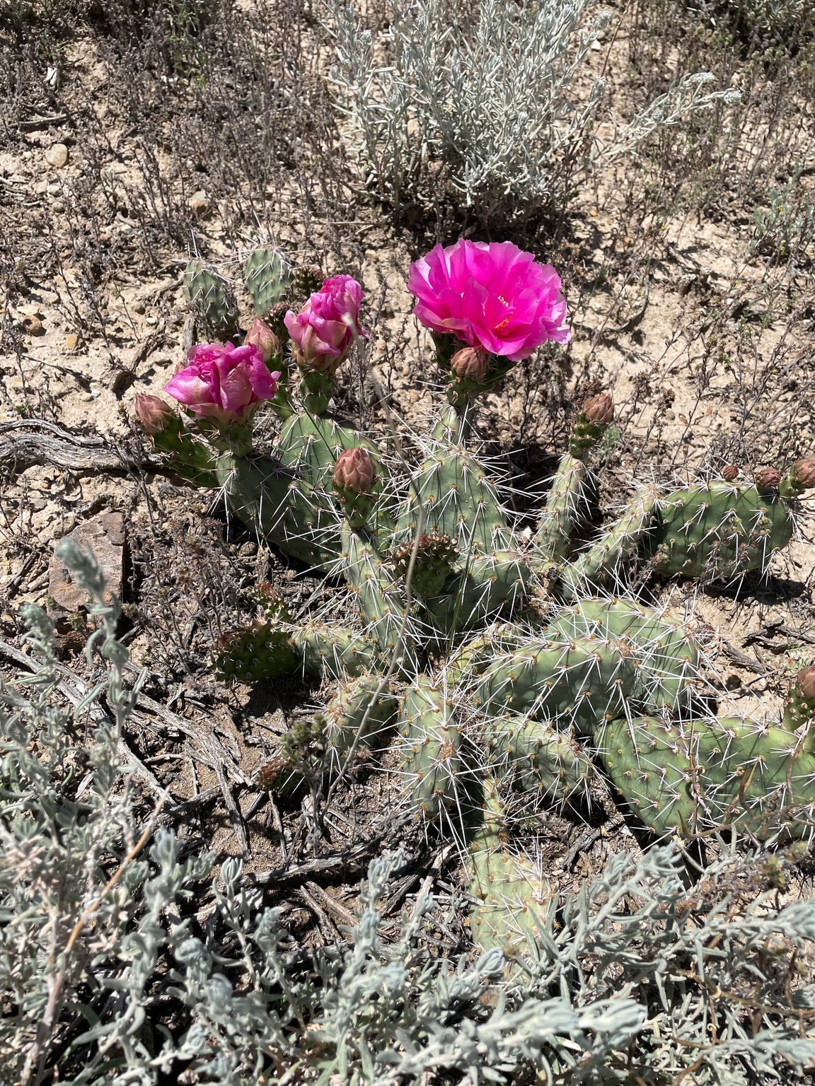 SILVER MOON RANCH - Land