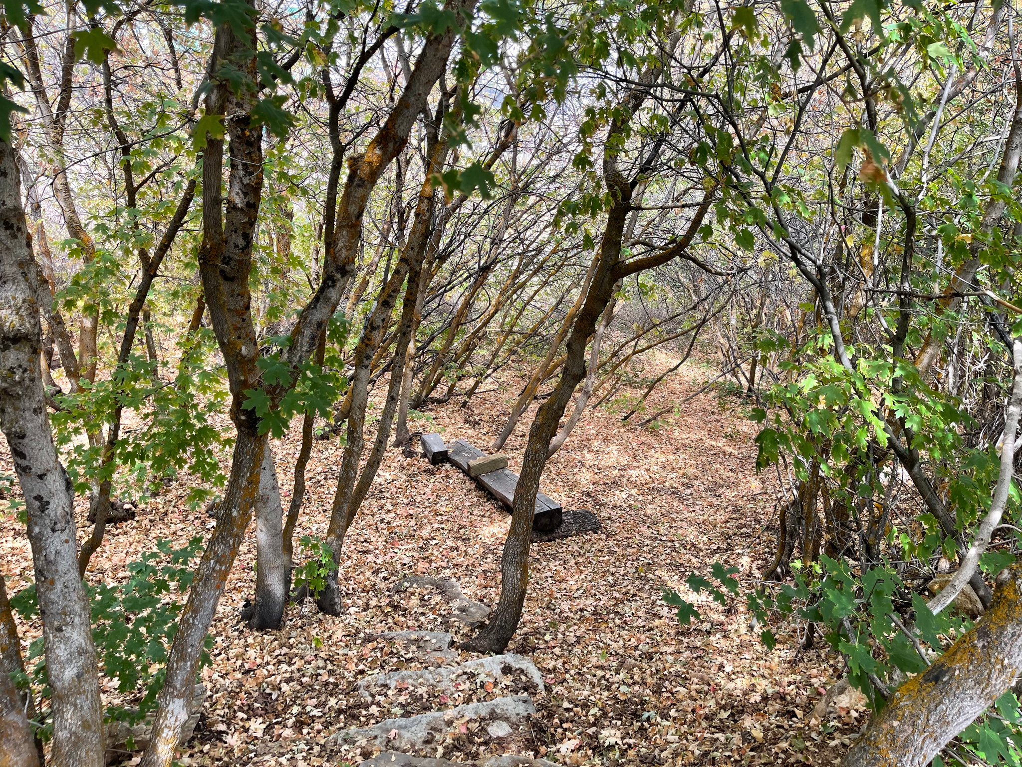 RASPBERRY PATCH ESTATES - Residential