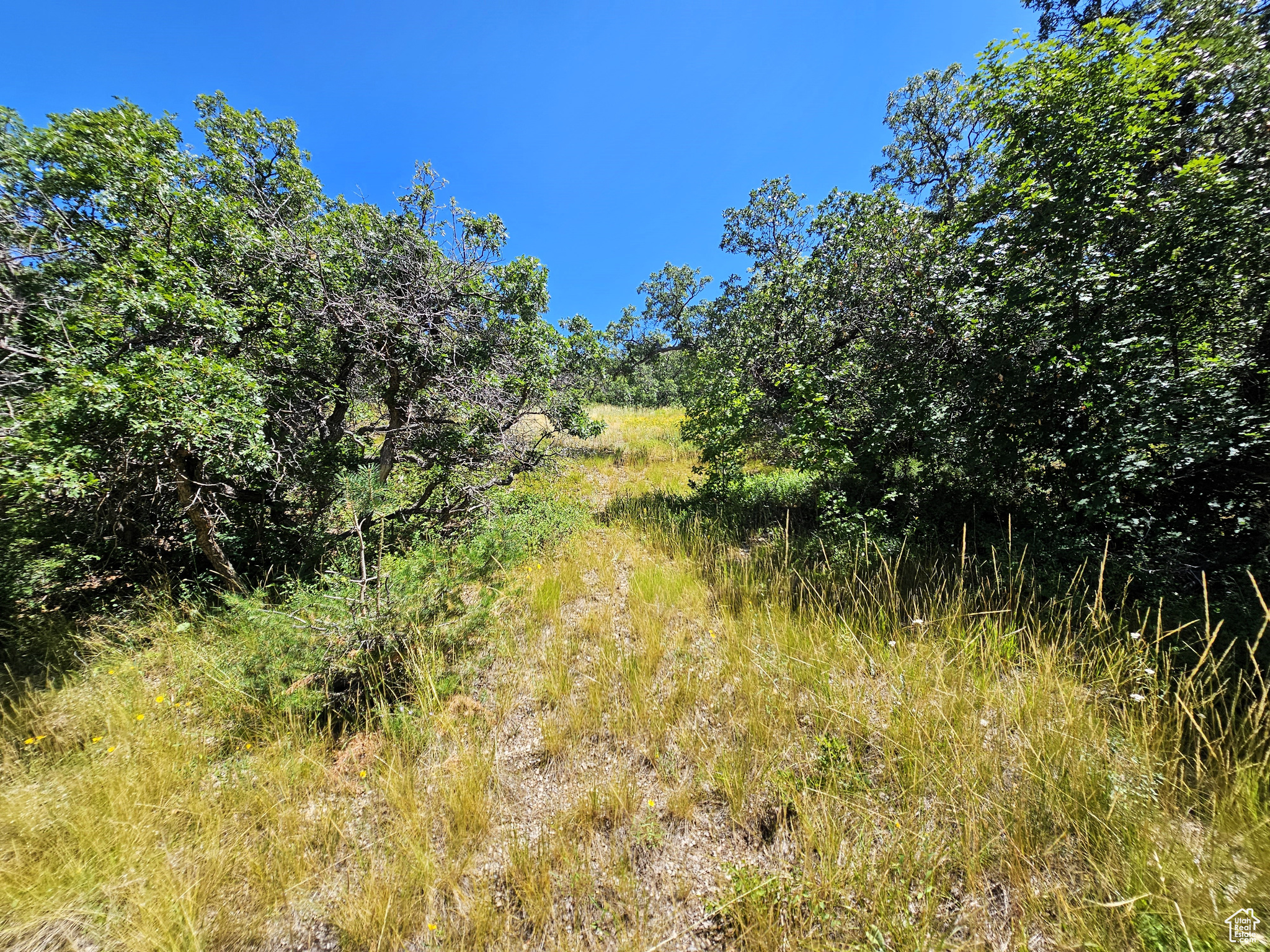 SKYLINE MOUNTAIN RESORT - Land
