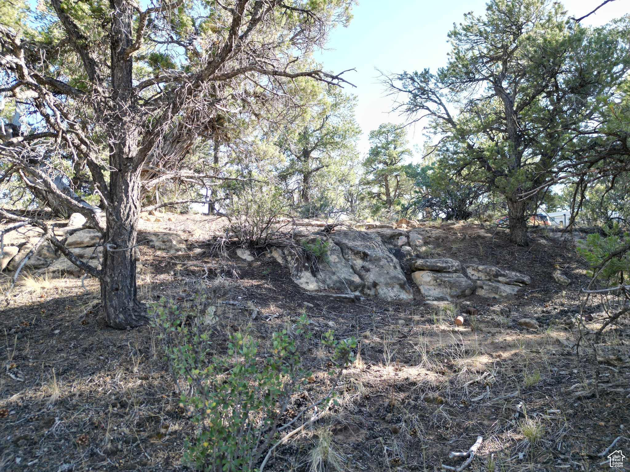 TABBY SHADOWS - Land