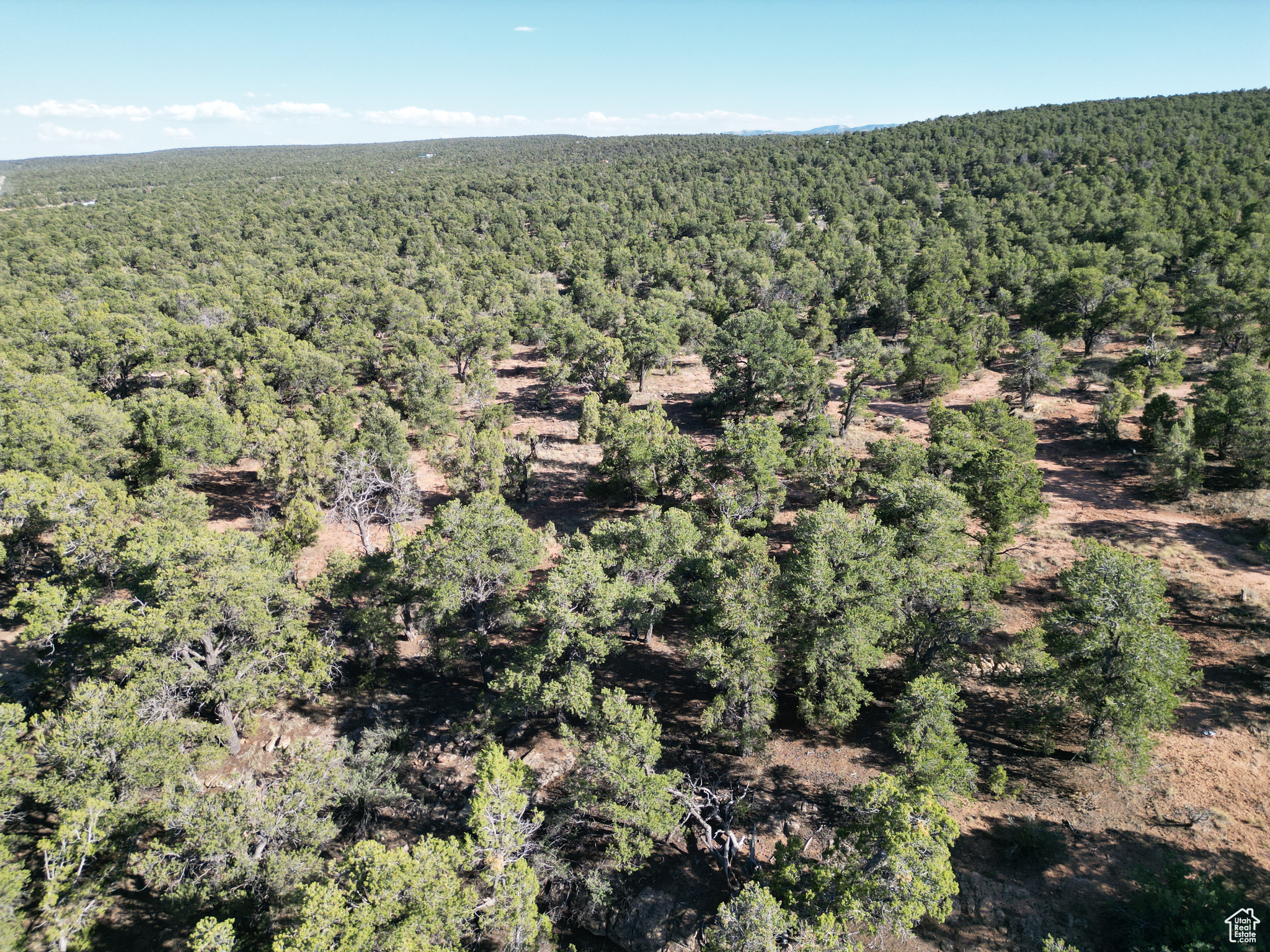 TABBY SHADOWS - Land