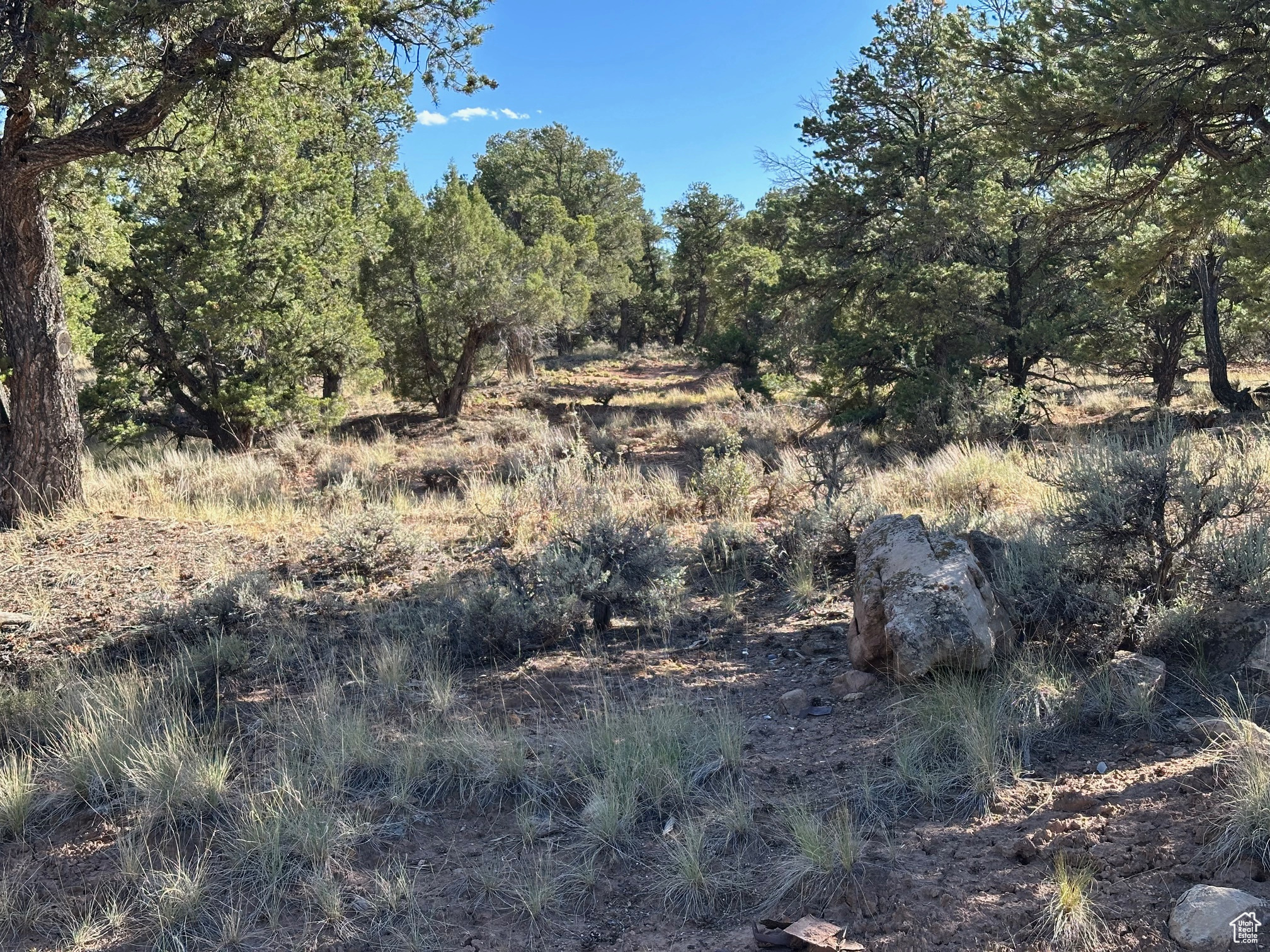 TABBY SHADOWS - Land