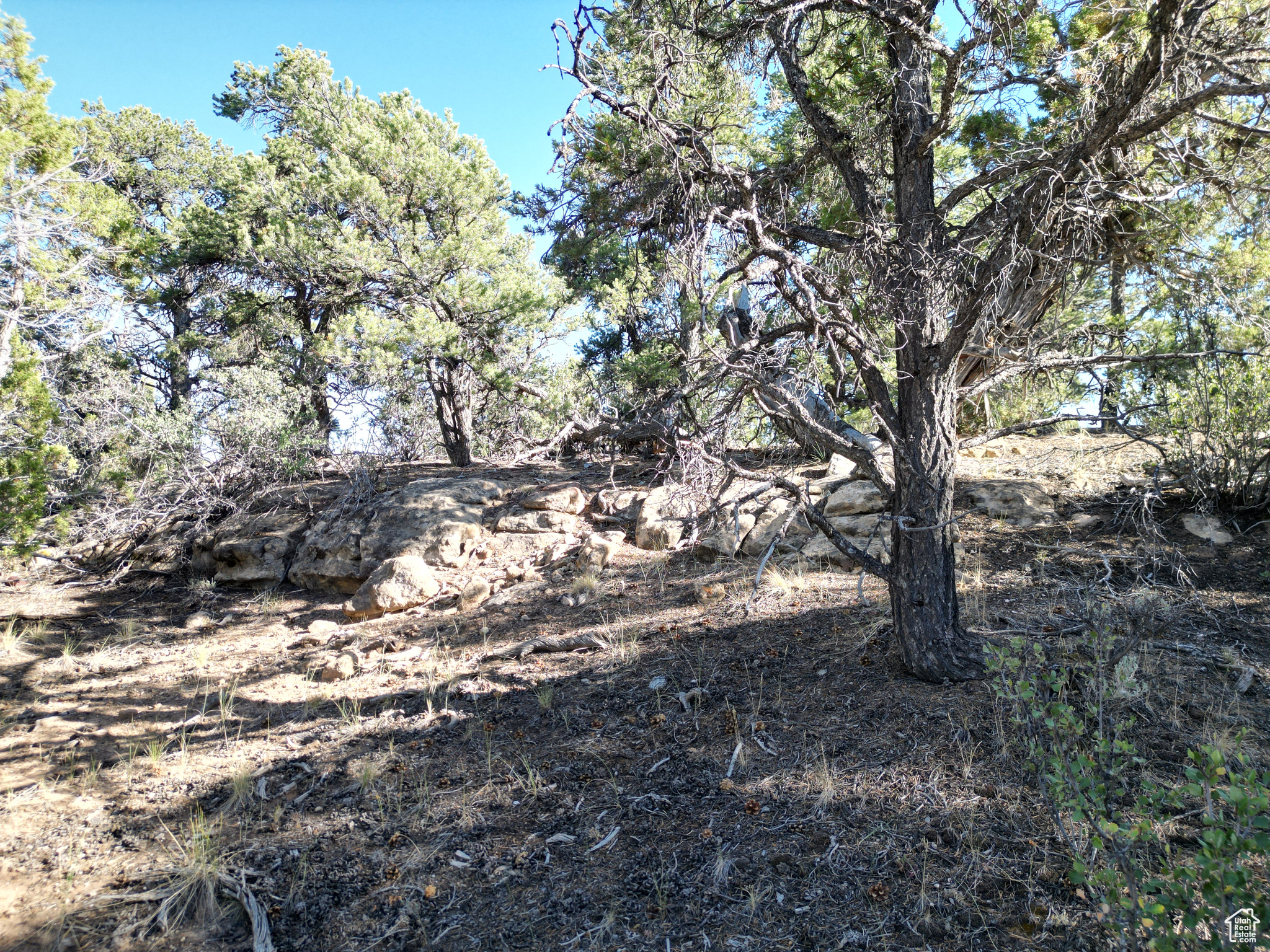 TABBY SHADOWS - Land