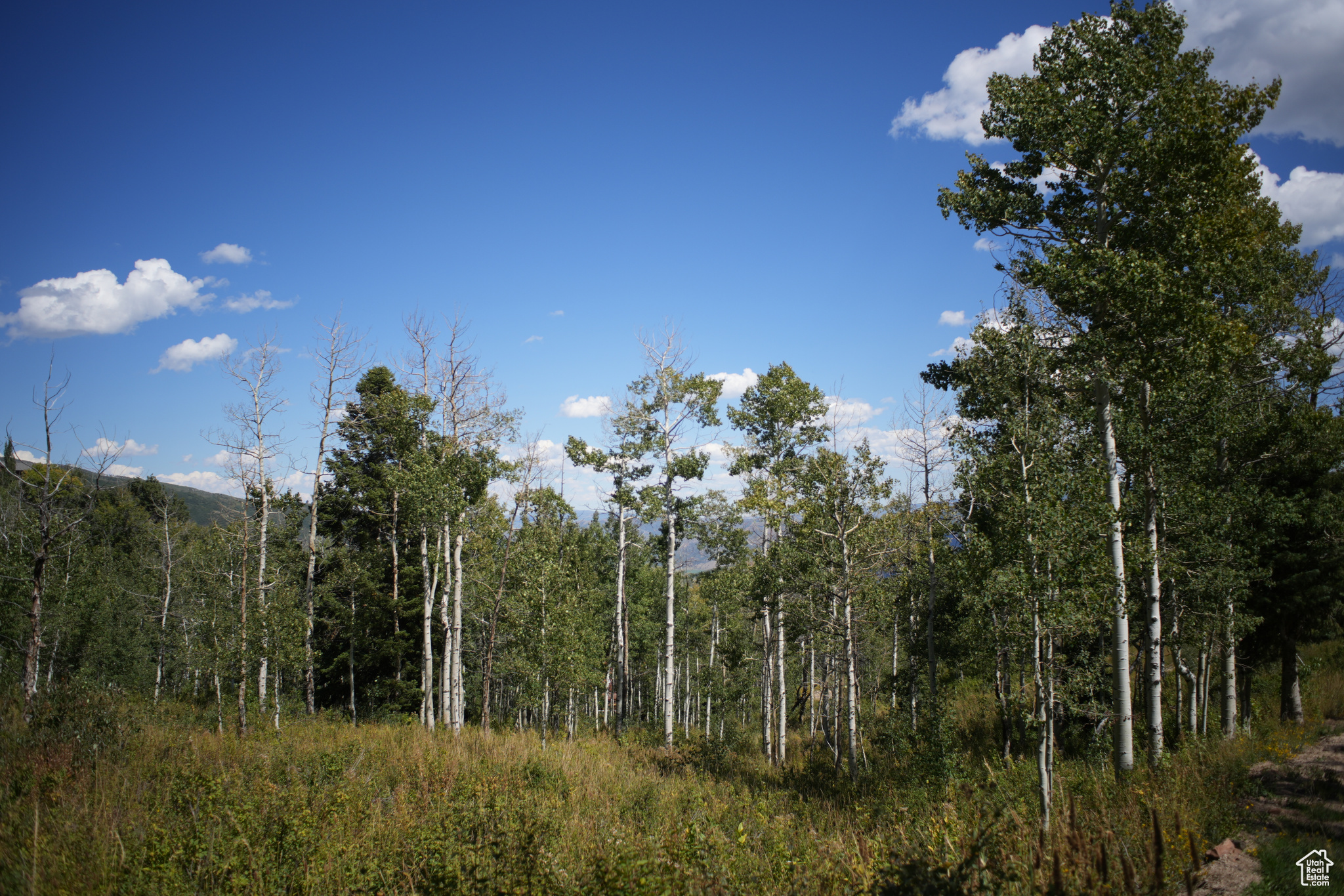 FOREST MEADOW RANCH - Land
