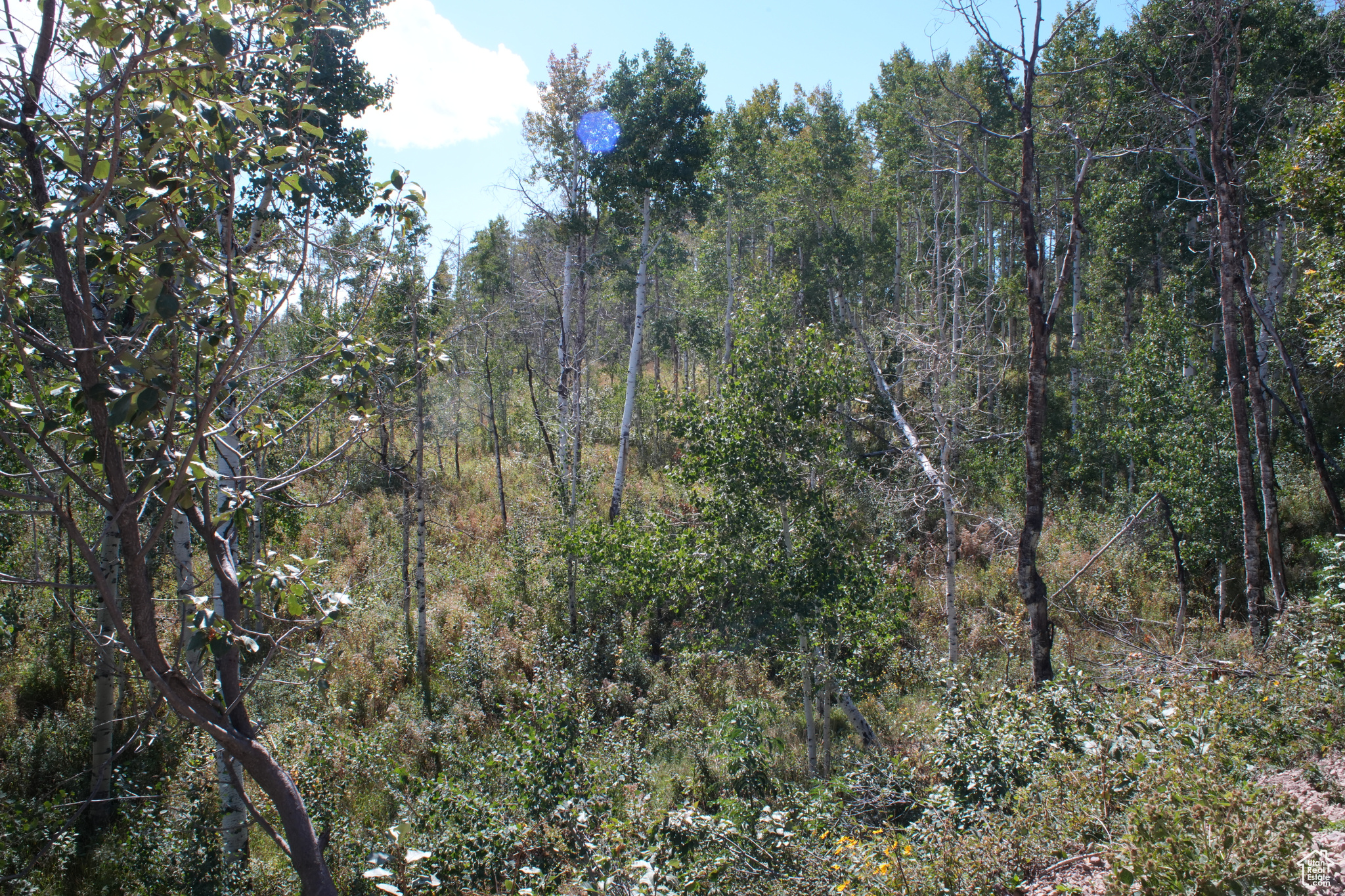 FOREST MEADOW RANCH - Land