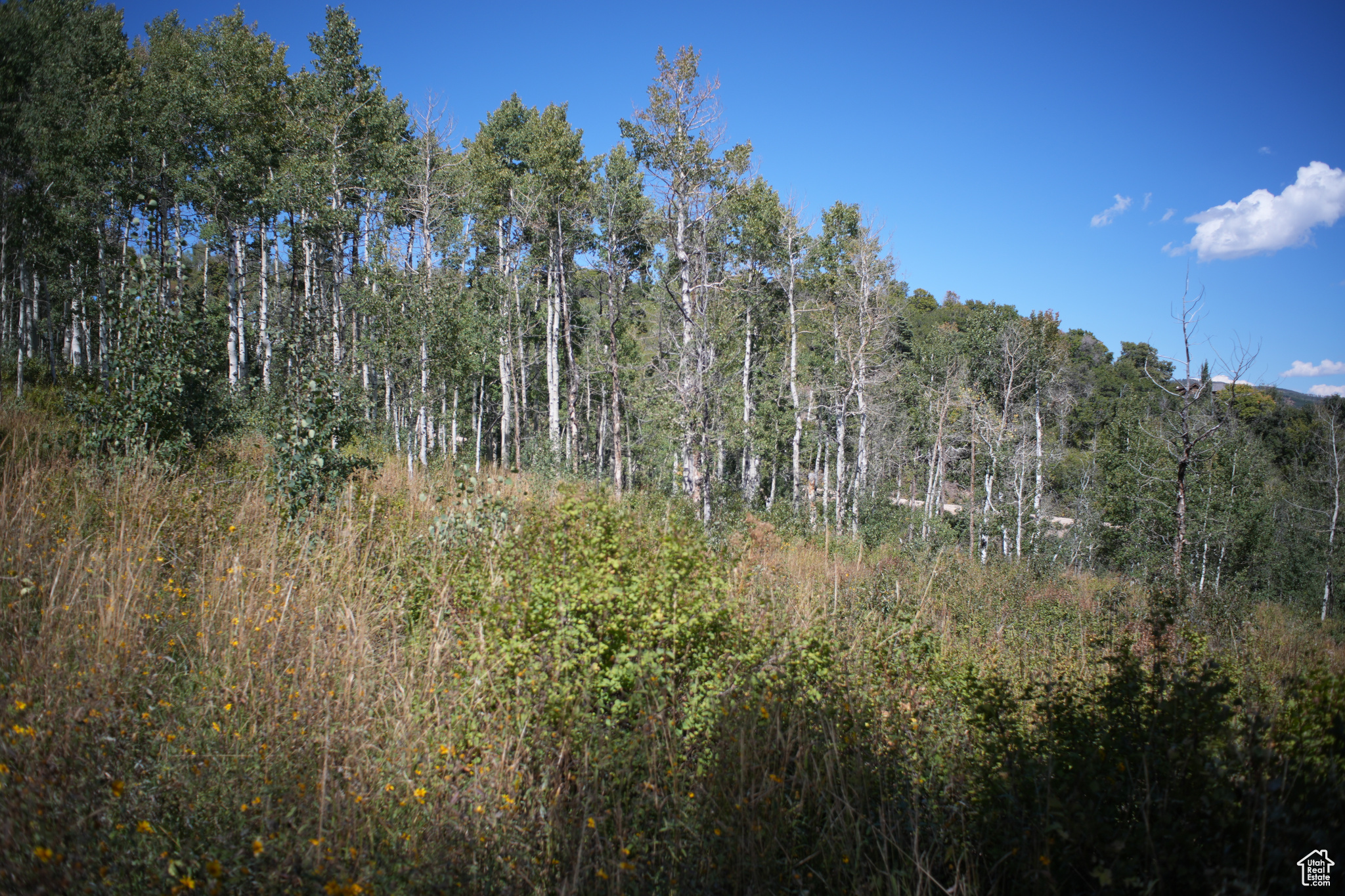 FOREST MEADOW RANCH - Land