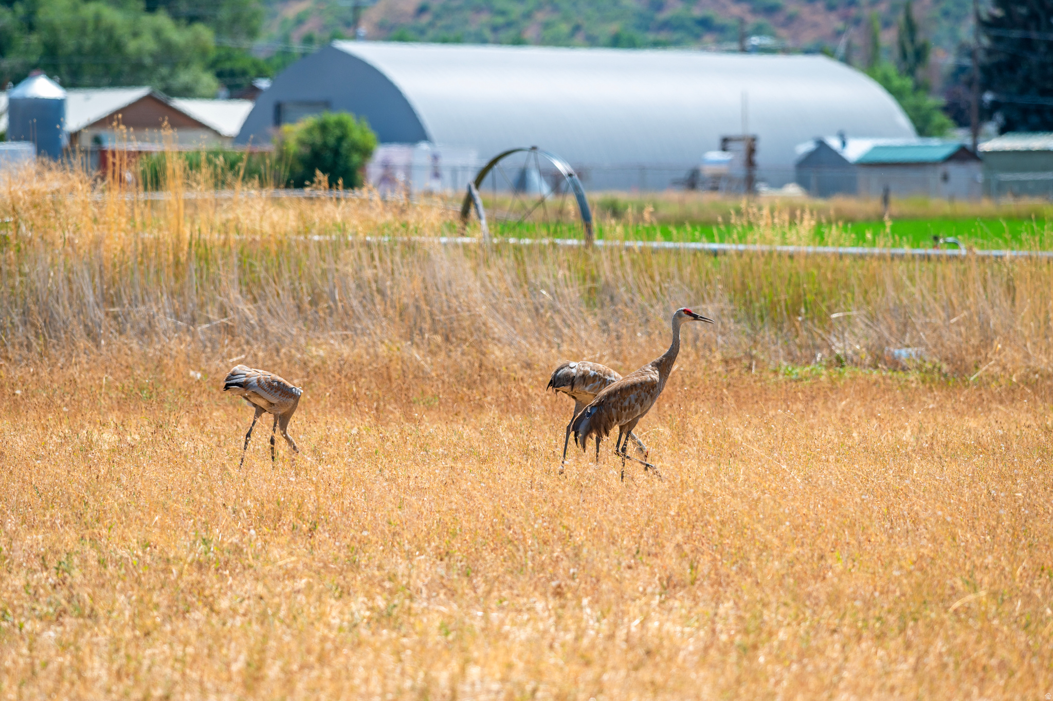 THREE FARM ESTATES - Residential