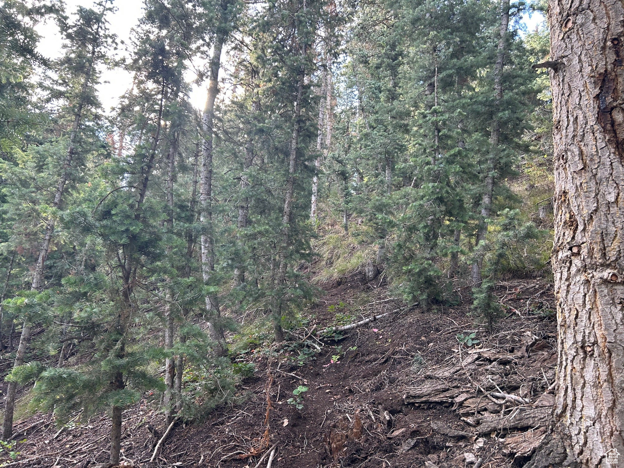 PINE CREEK RANCH - Land