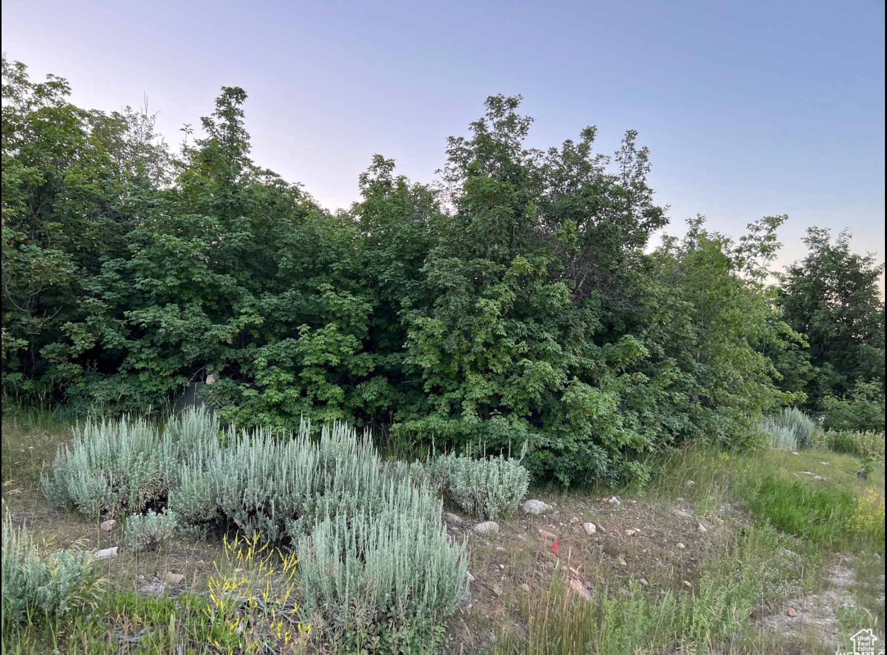 Natural landscaping featuring dense foliage and sagebrush