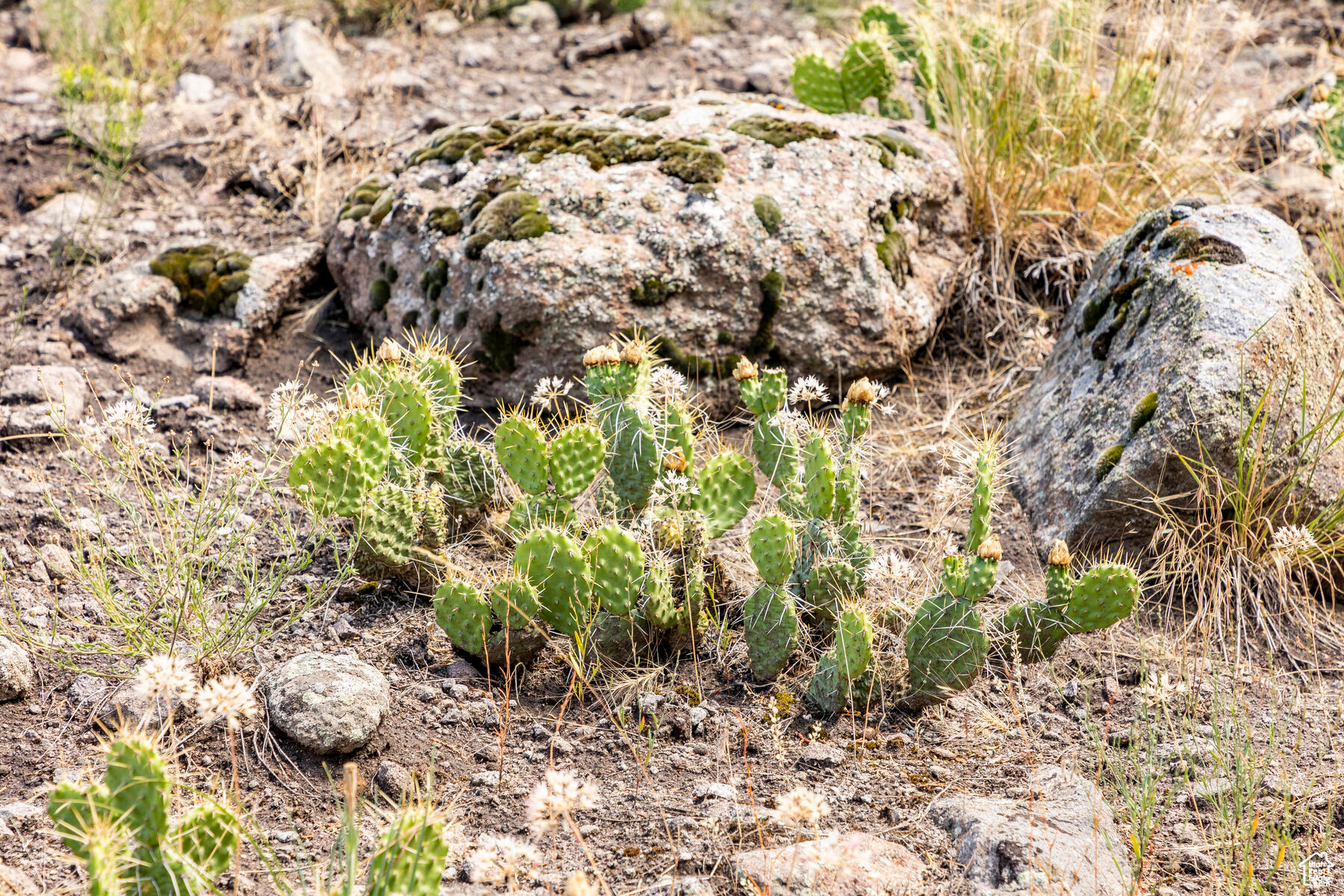 RED LEDGES - Residential