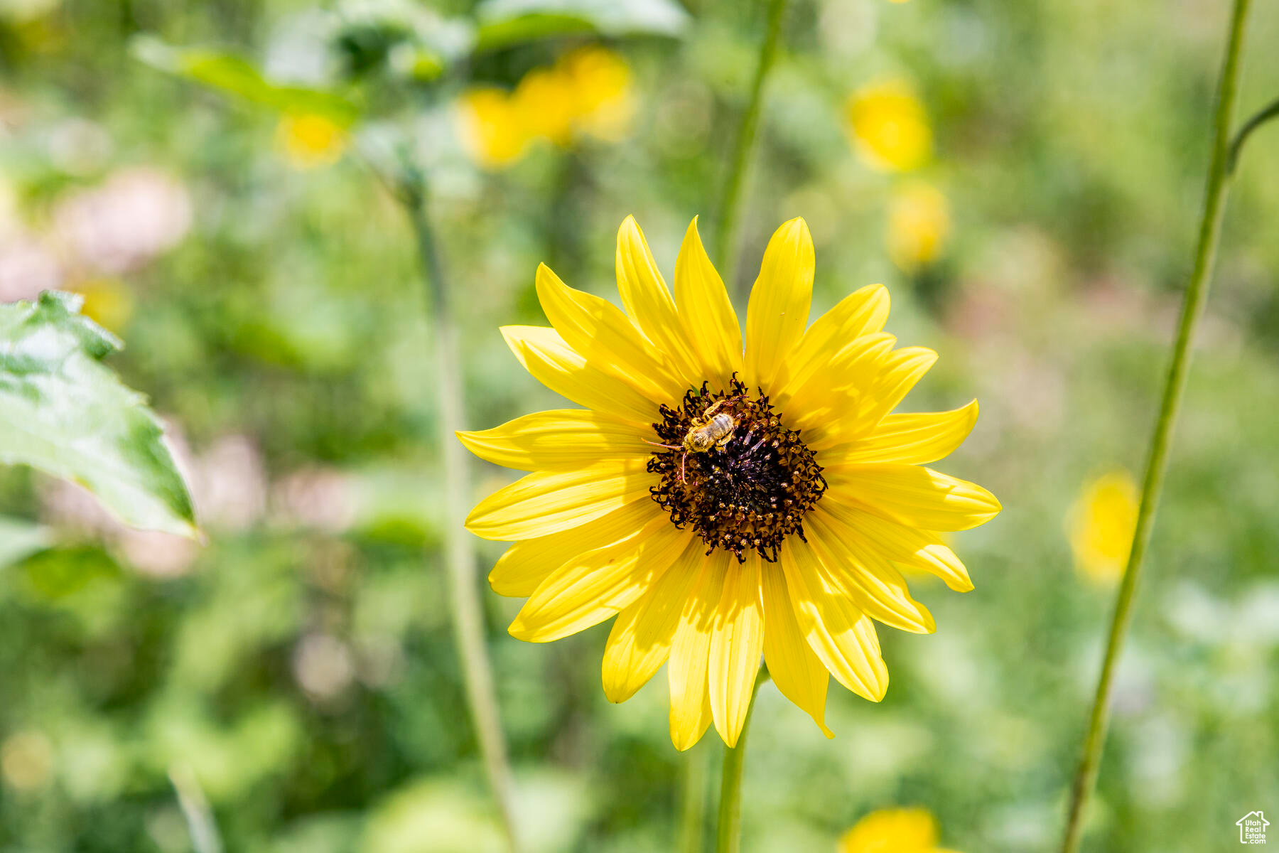 RED LEDGES - Residential