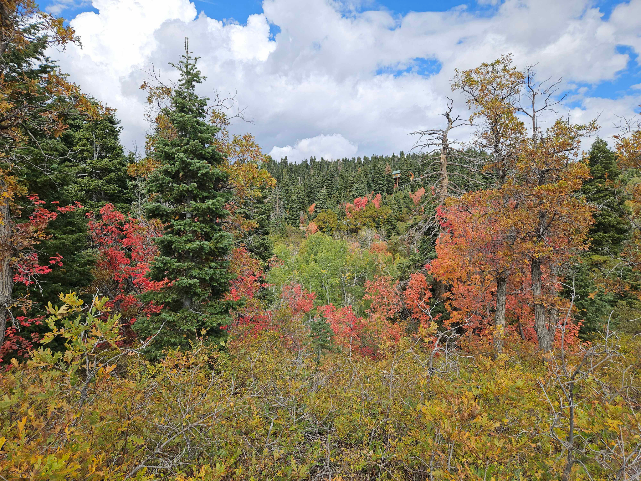SKYLINE MTN RESORT - Land