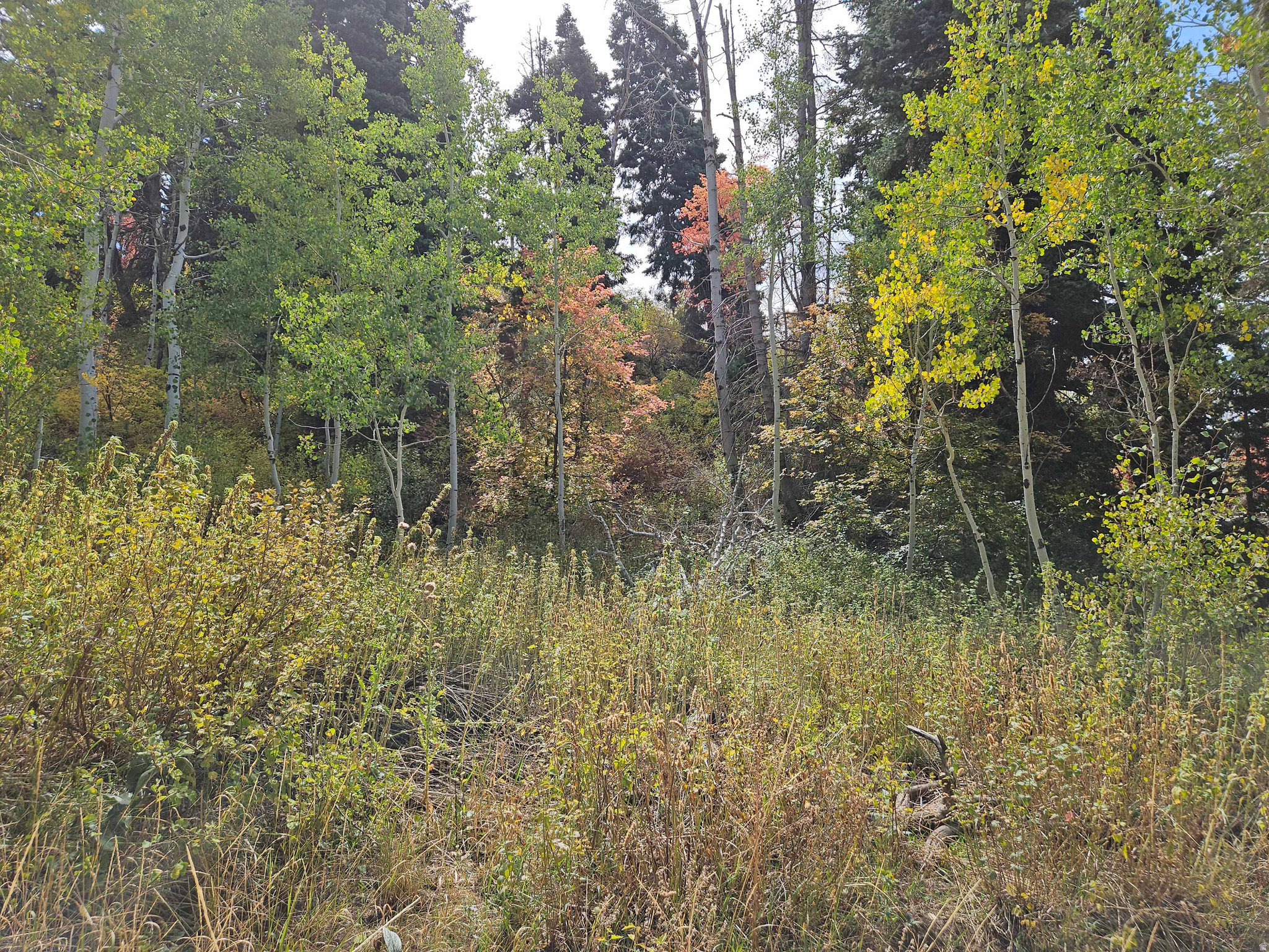 SKYLINE MTN RESORT - Land