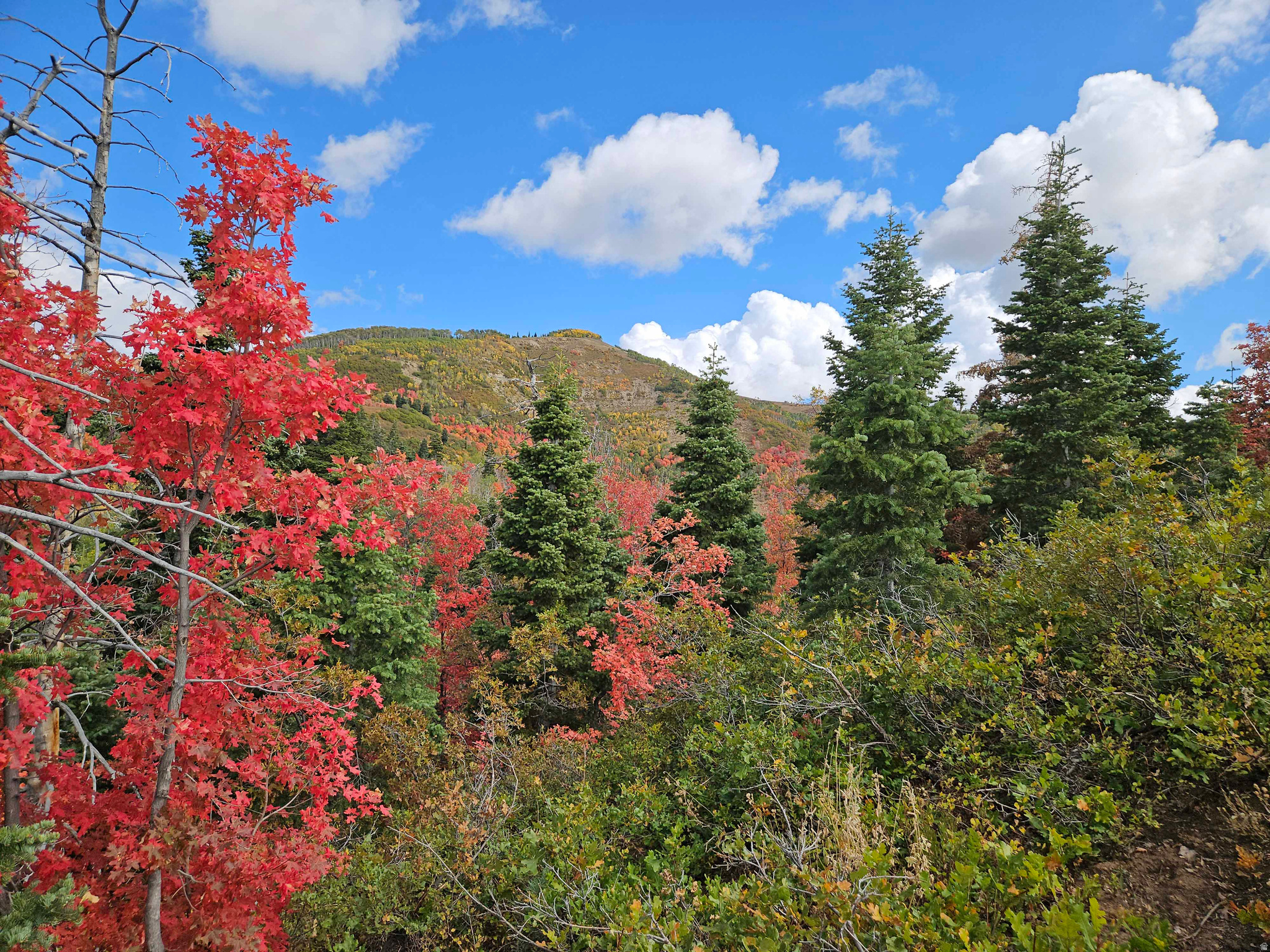SKYLINE MTN RESORT - Land