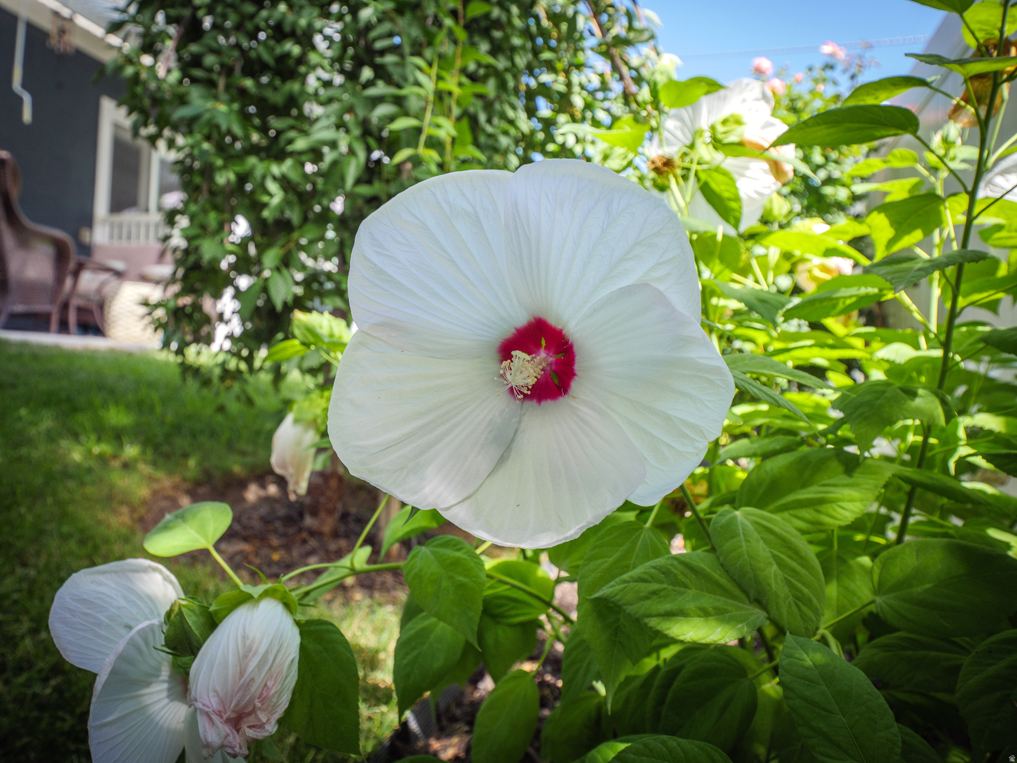 COTTAGE COURT 2 - Residential
