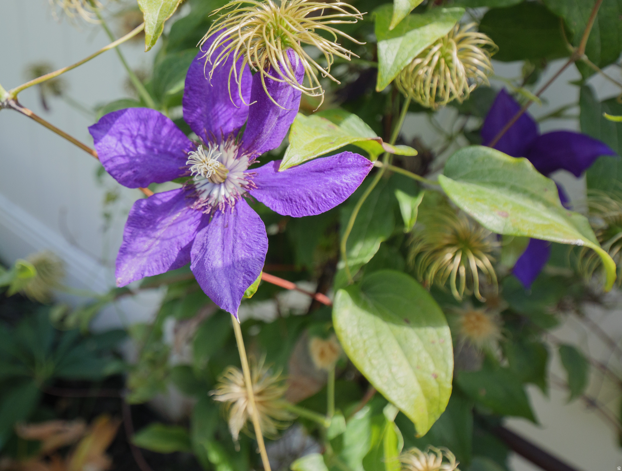 COTTAGE COURT 2 - Residential