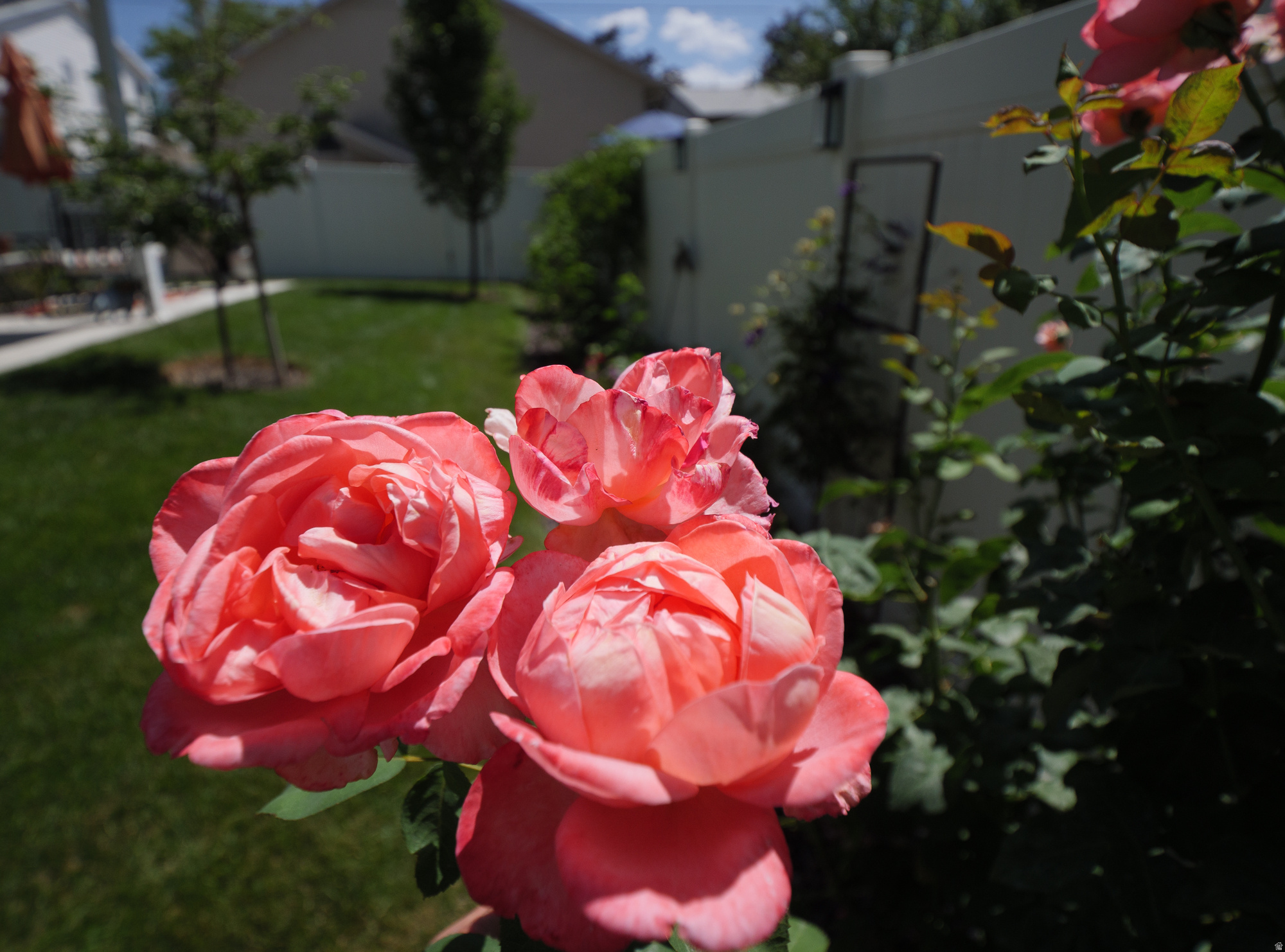 COTTAGE COURT 2 - Residential