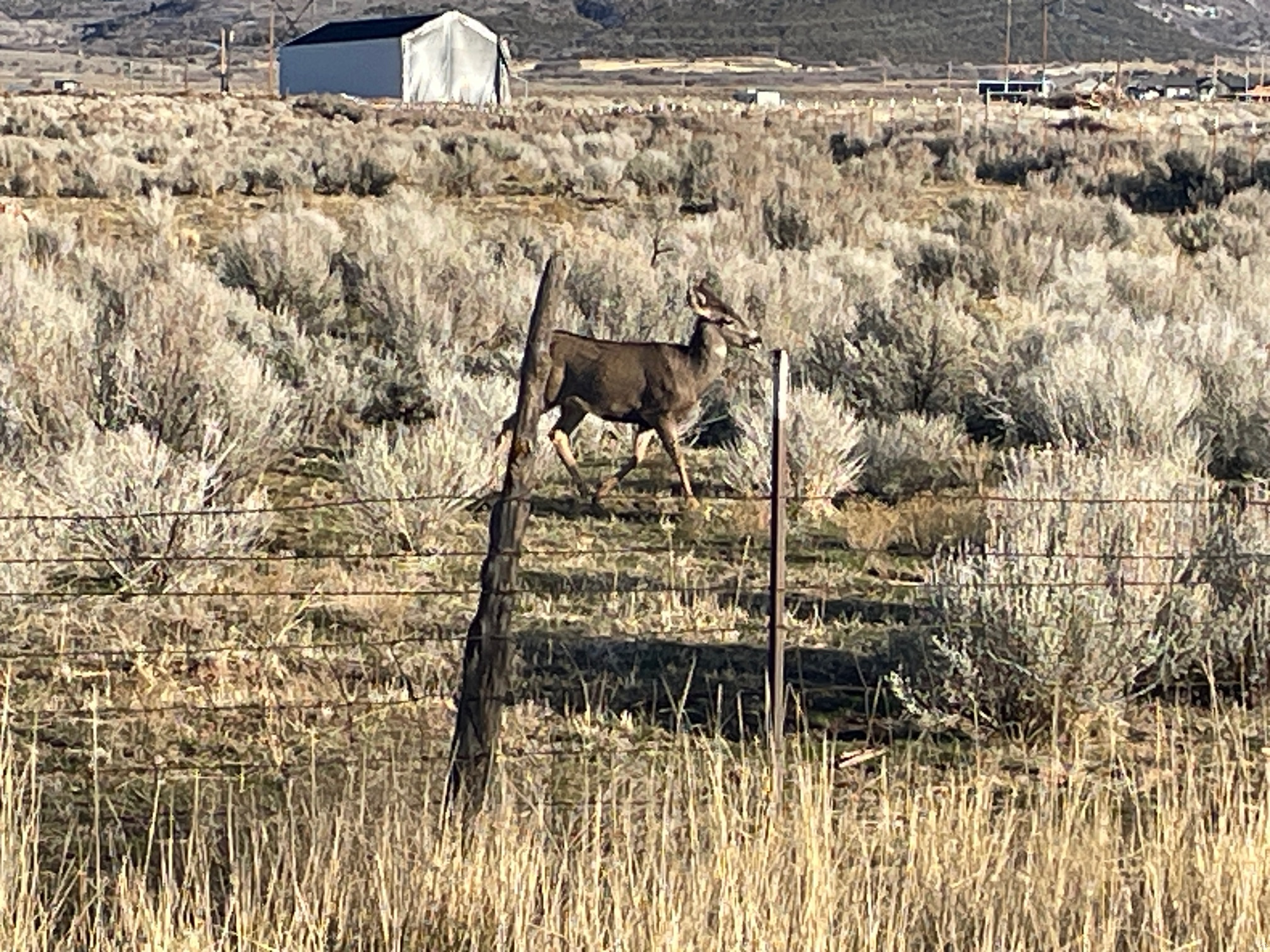 BROTHERSON - Residential