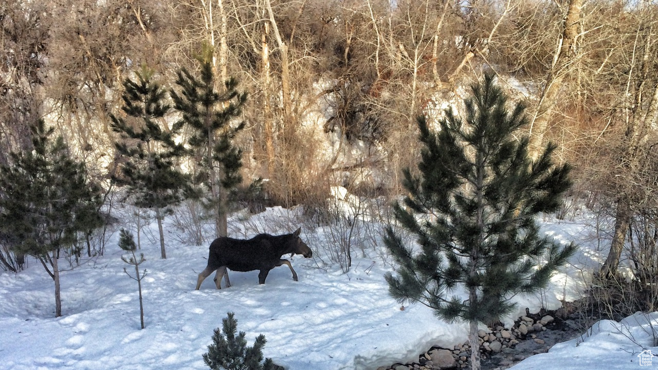 PATIO SPRINGS - Residential