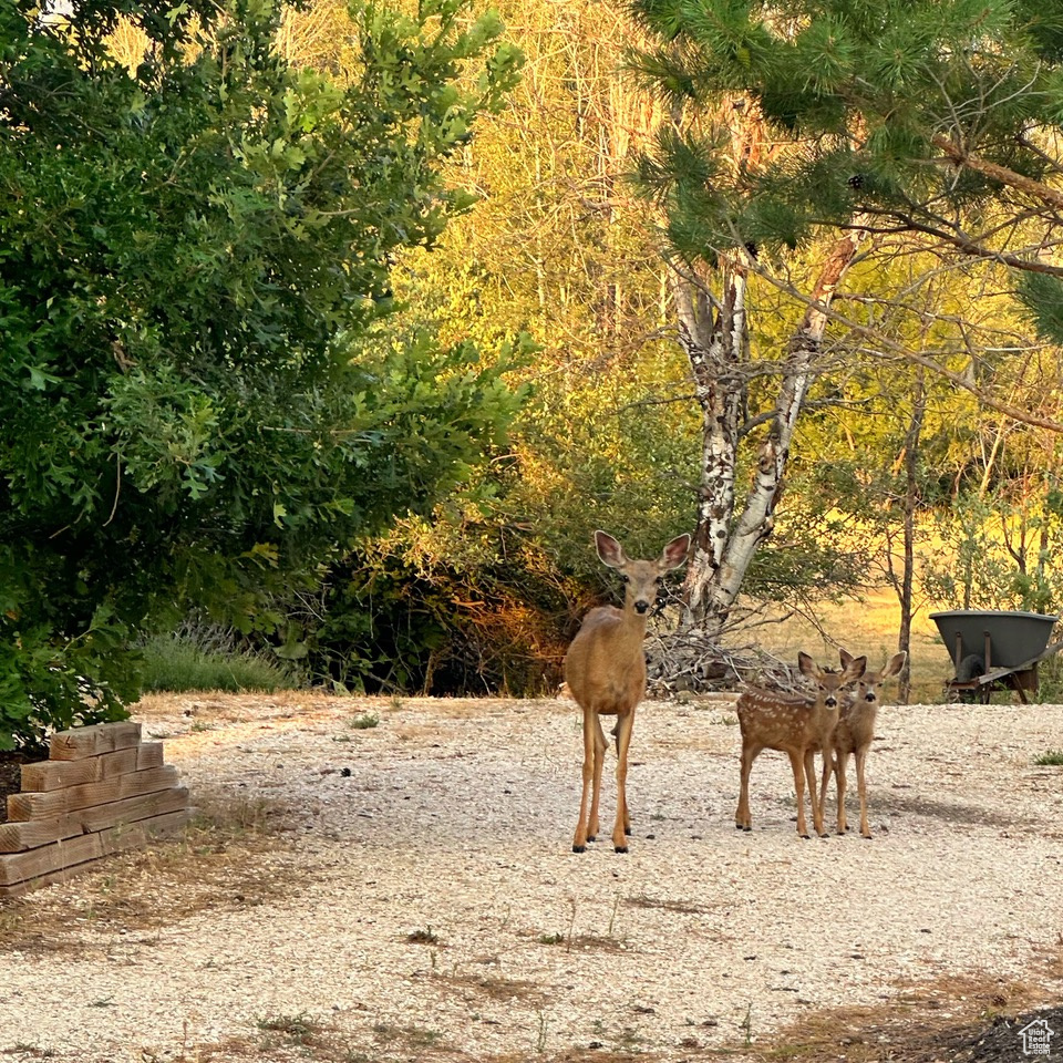 PATIO SPRINGS - Residential