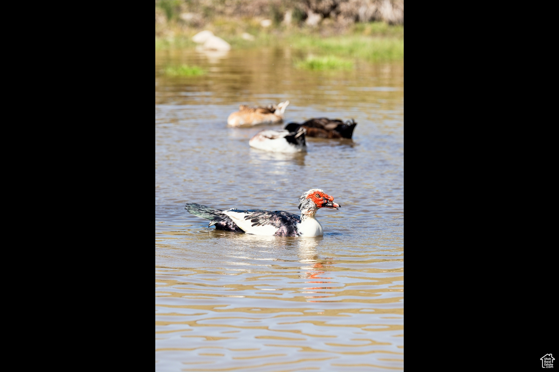 NORTH SUMMIT - Residential