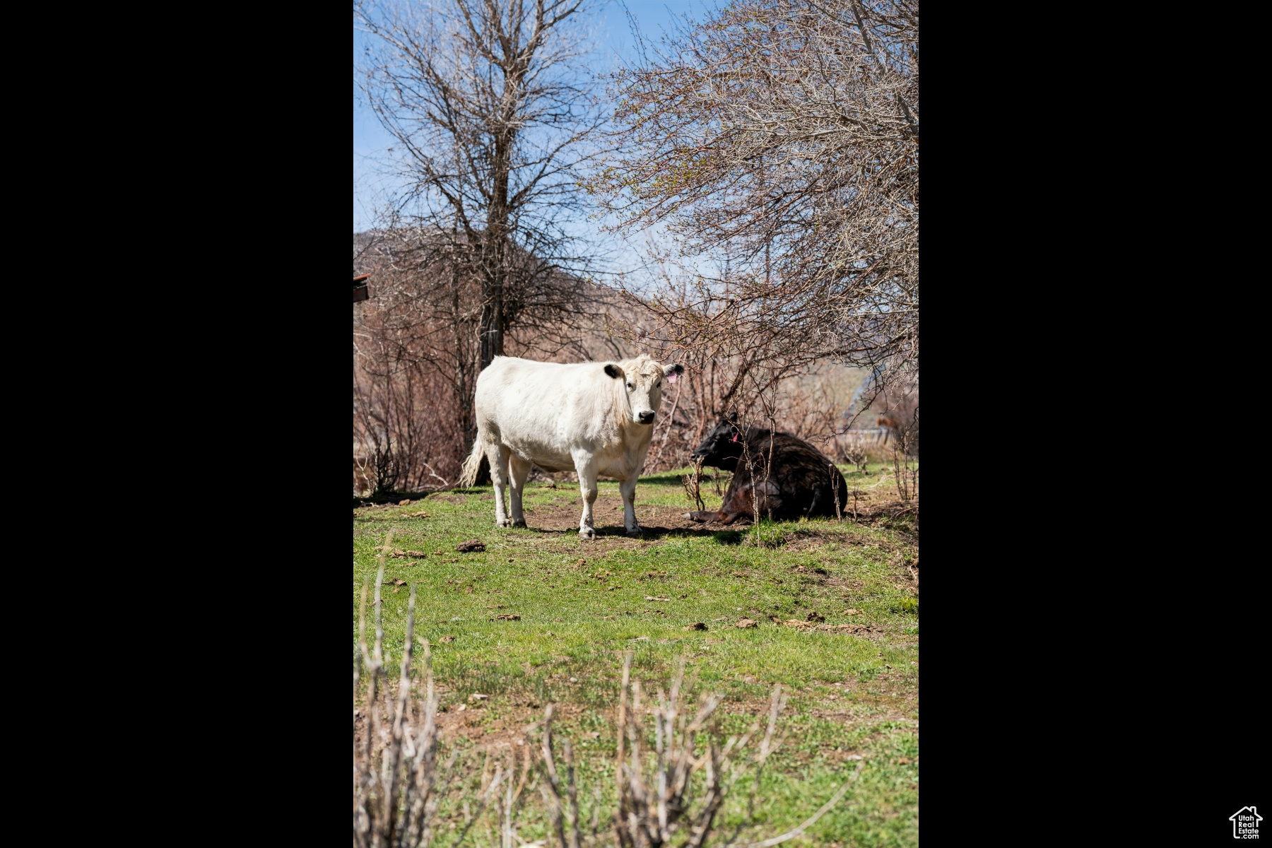 NORTH SUMMIT - Residential