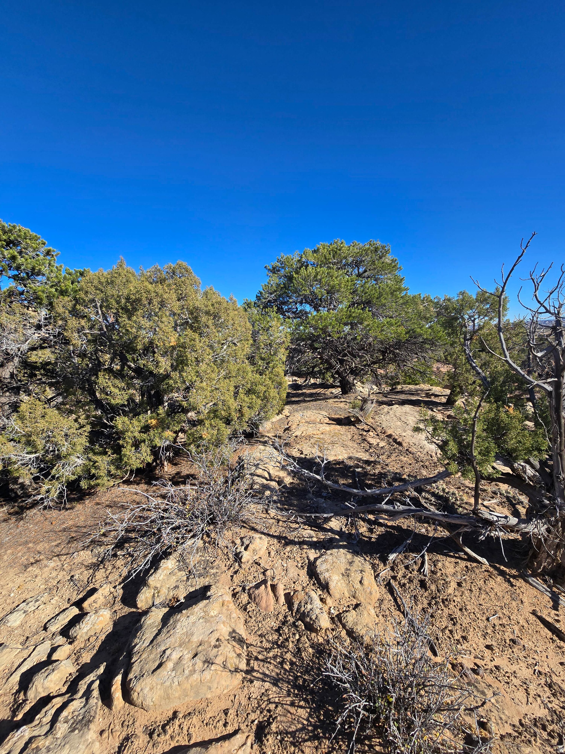 BUCKHORN MESA - Land