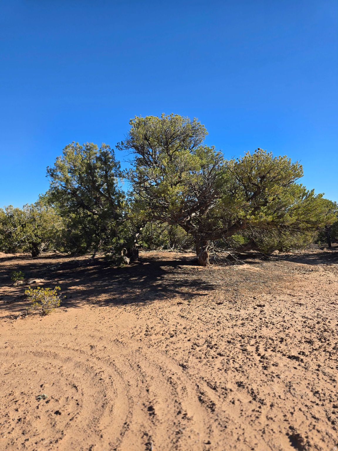 BUCKHORN MESA - Land