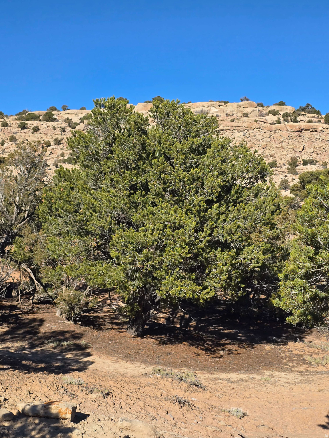 BUCKHORN MESA - Land