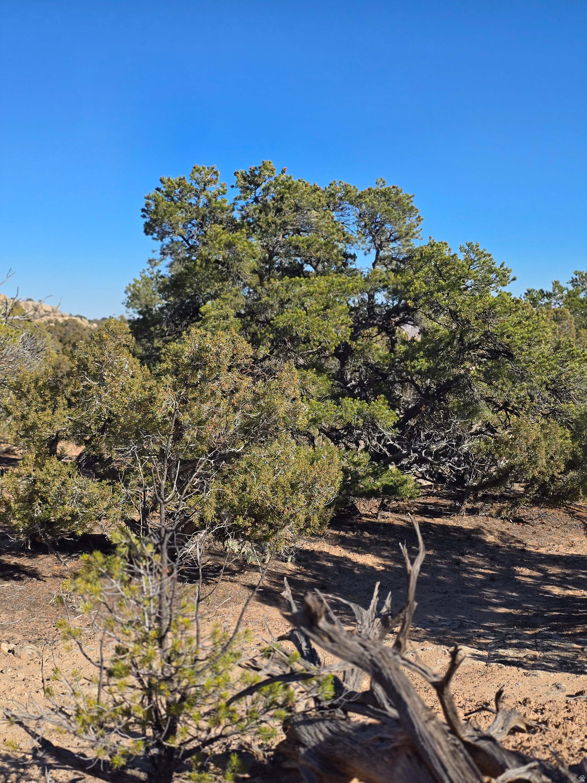 BUCKHORN MESA - Land