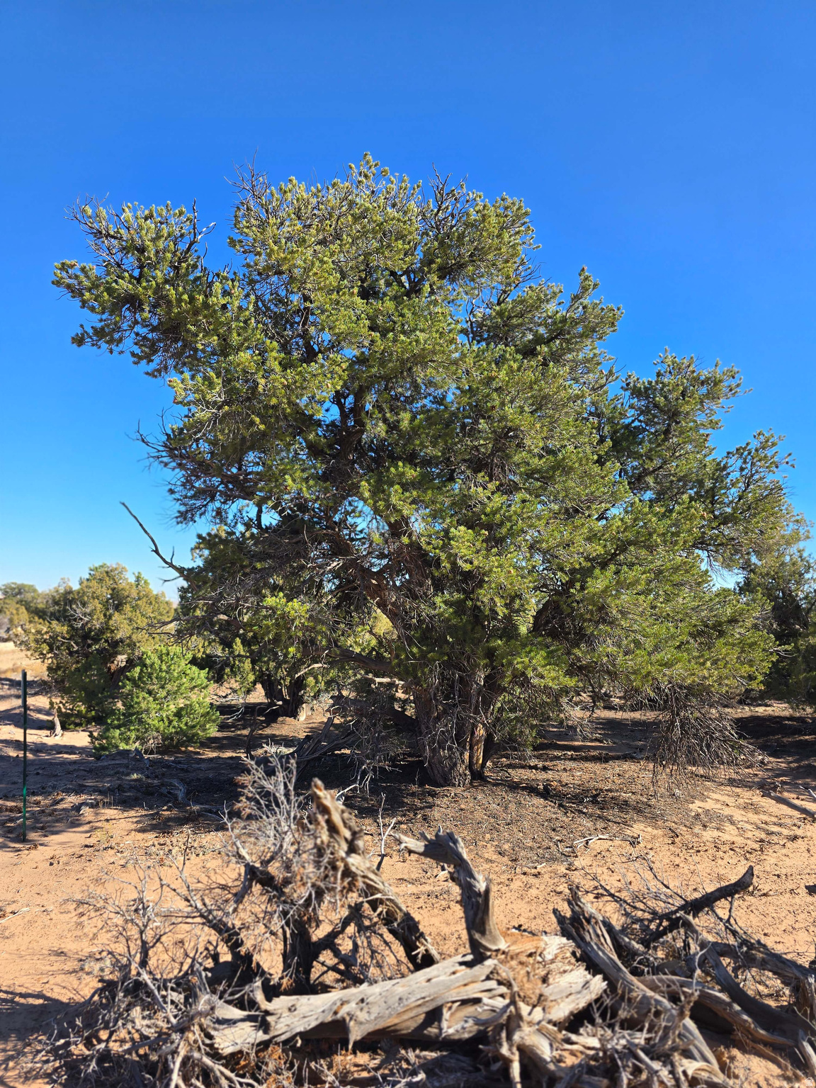 BUCKHORN MESA - Land